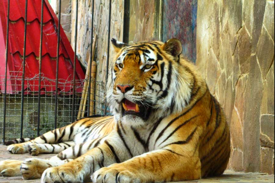 тигр в зоопарке сказка
