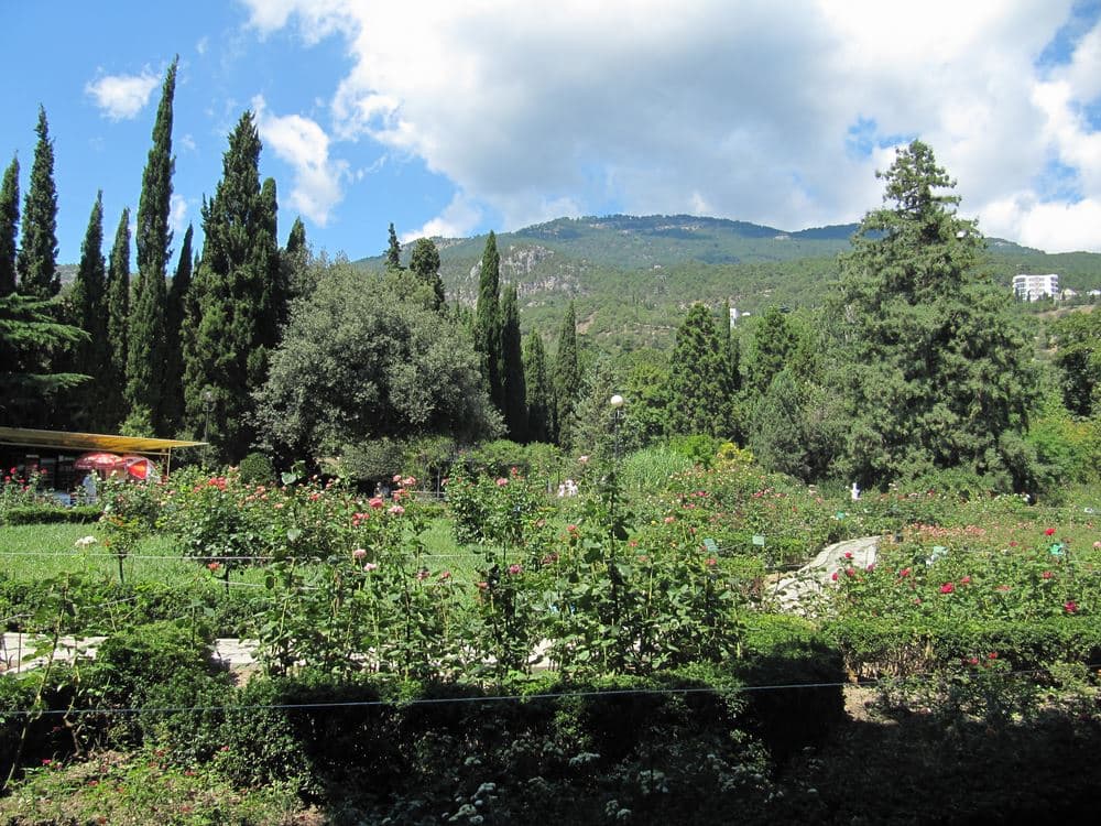 Никитский ботанический сад. Фото флоры