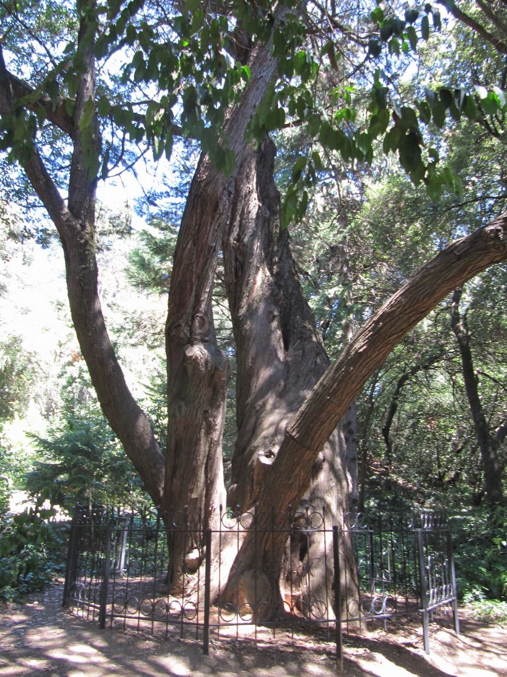 Столетнее дерево